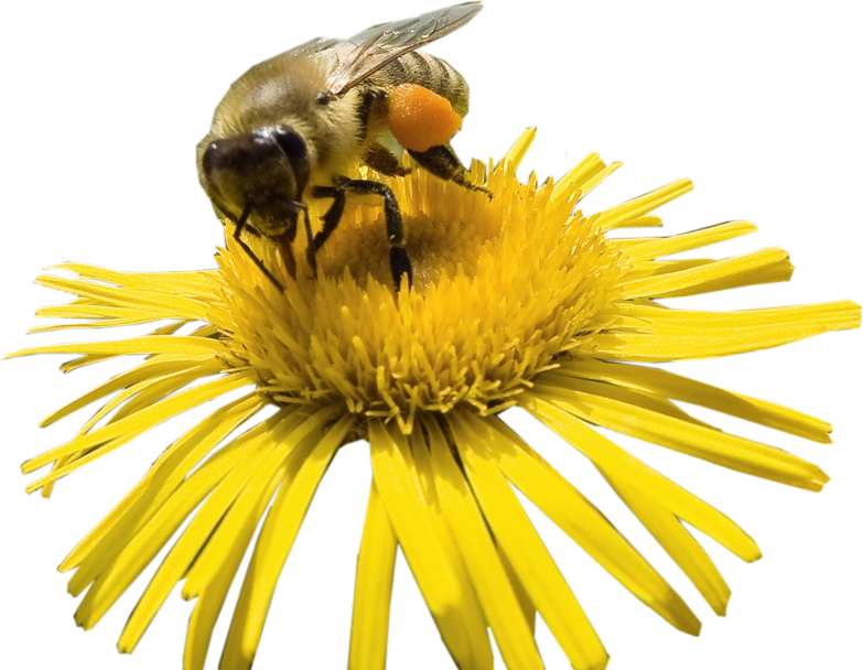 Honey Yellow Bee PNG Download Free PNG Image