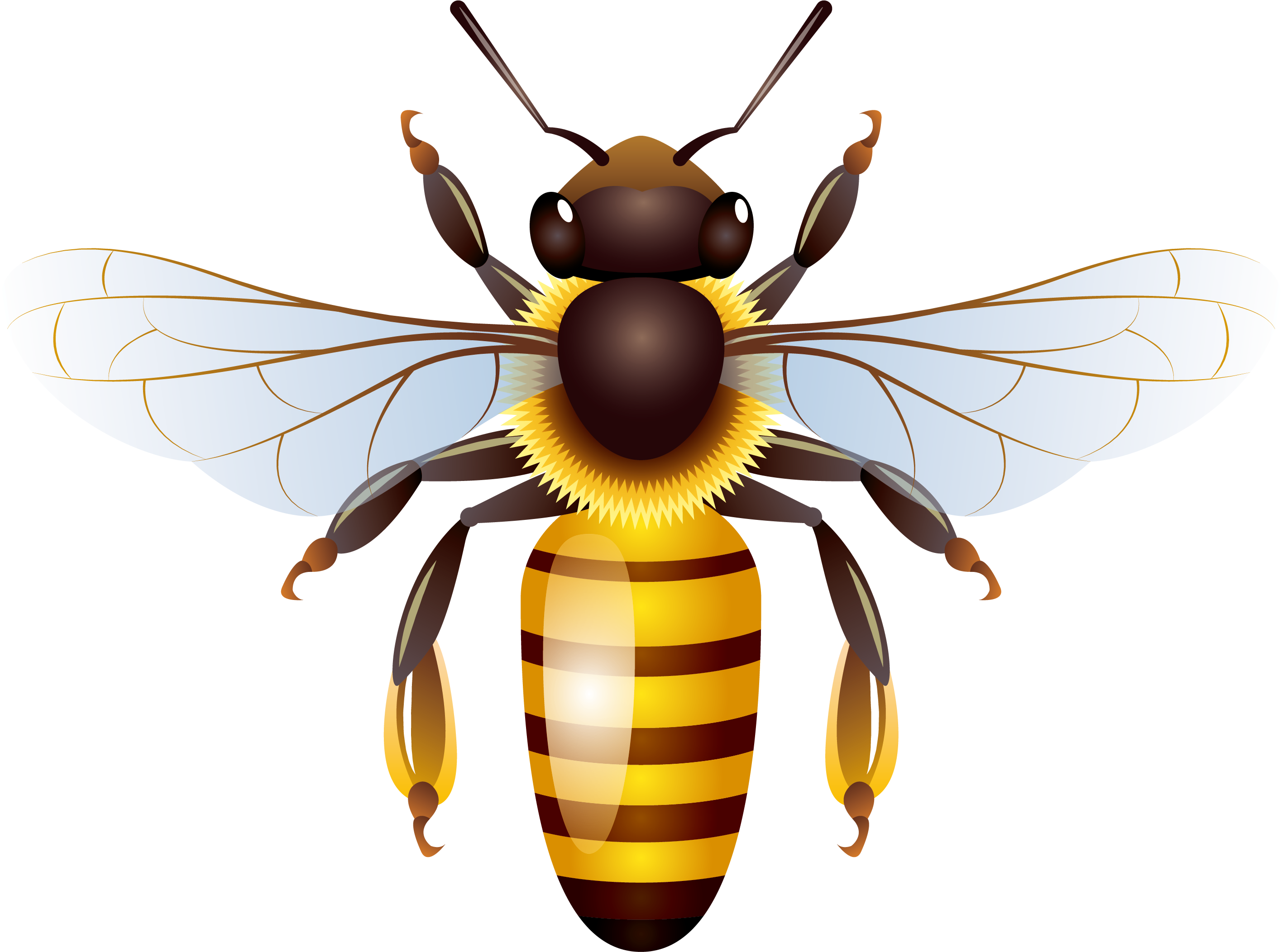 Honey Vector Yellow Bee Free HD Image PNG Image