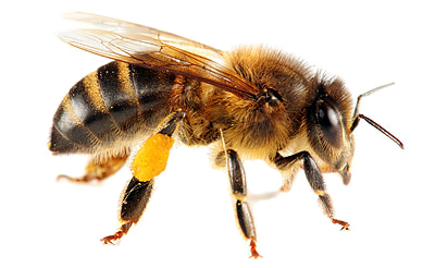 Bee Png 3 PNG Image
