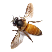Bee Transparent PNG