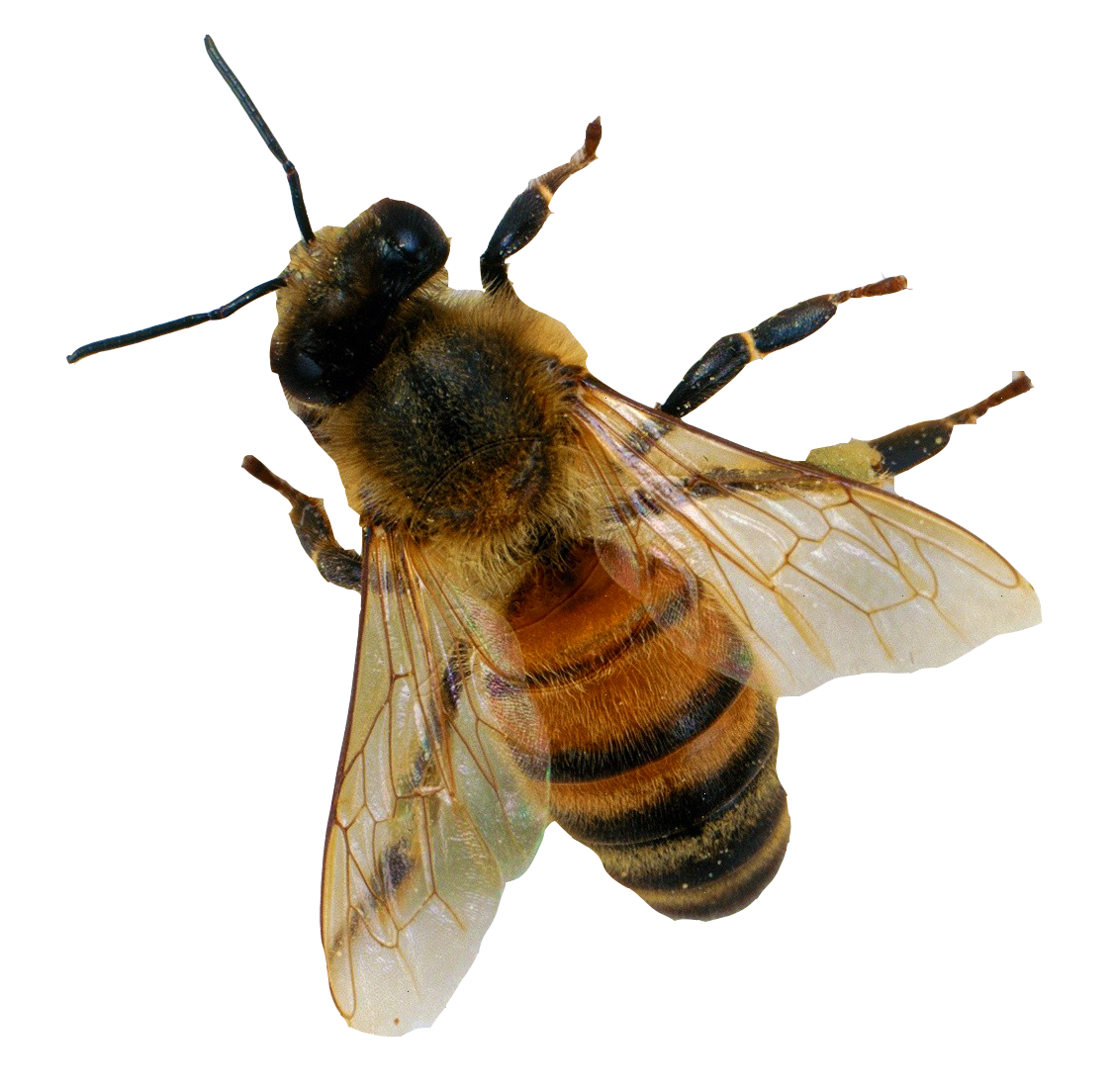Bee Png 6 PNG Image
