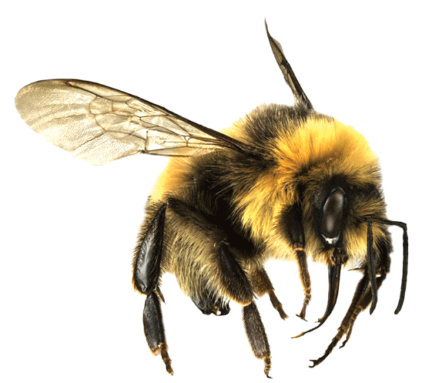 Bee Png 7 PNG Image