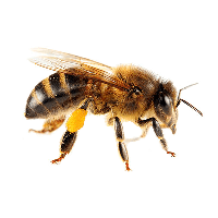 Download Honey Vector Pic Yellow Bee Hq Png Image Free