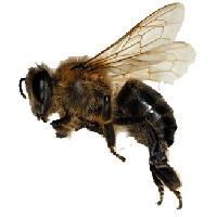 Bee Png Image