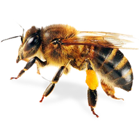 Download Bee Free PNG photo images and clipart | FreePNGImg