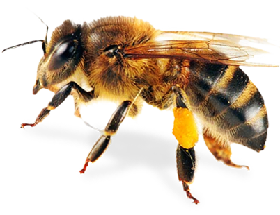 Bee Png 8 PNG Image