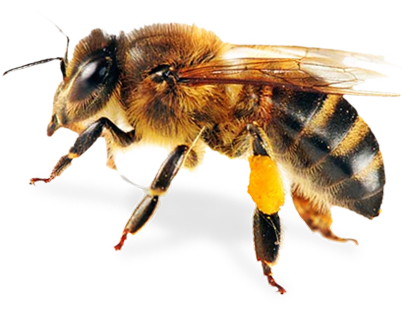 Bee Png 8 Transparent PNG Image