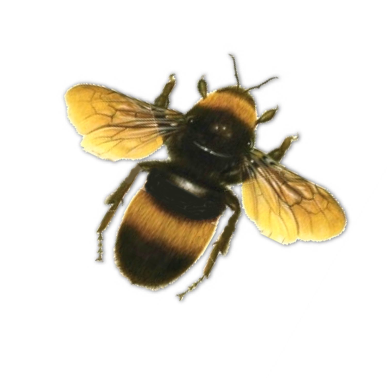 Bee Png 9 PNG Image