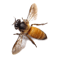 Bee Png Image PNG