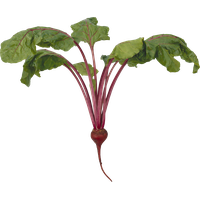 Beet Transparent PNG Image