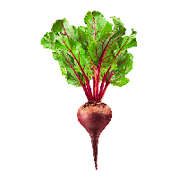 Beet PNG