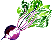 Beet PNG