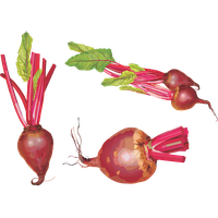 Beet PNG