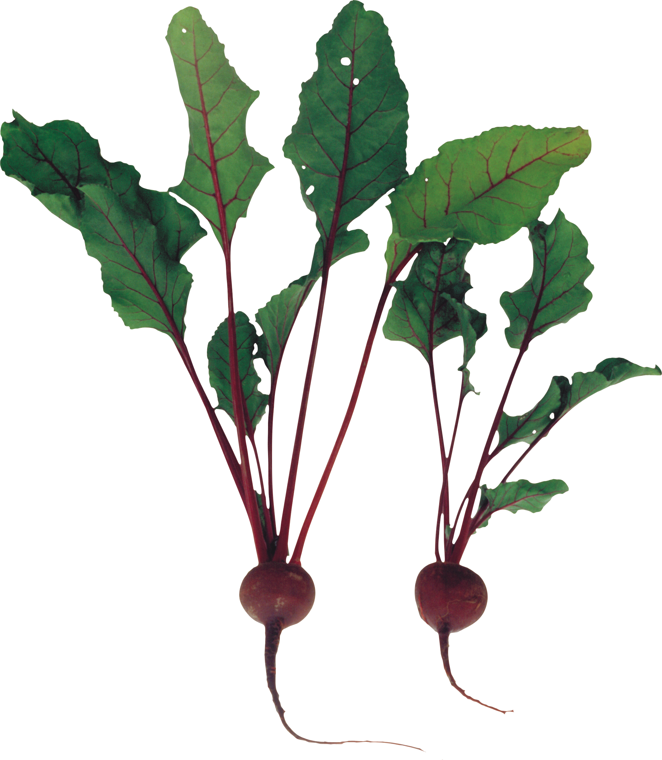 Beet Transparent PNG Image