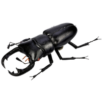 Download Beetle Free PNG photo images and clipart | FreePNGimg