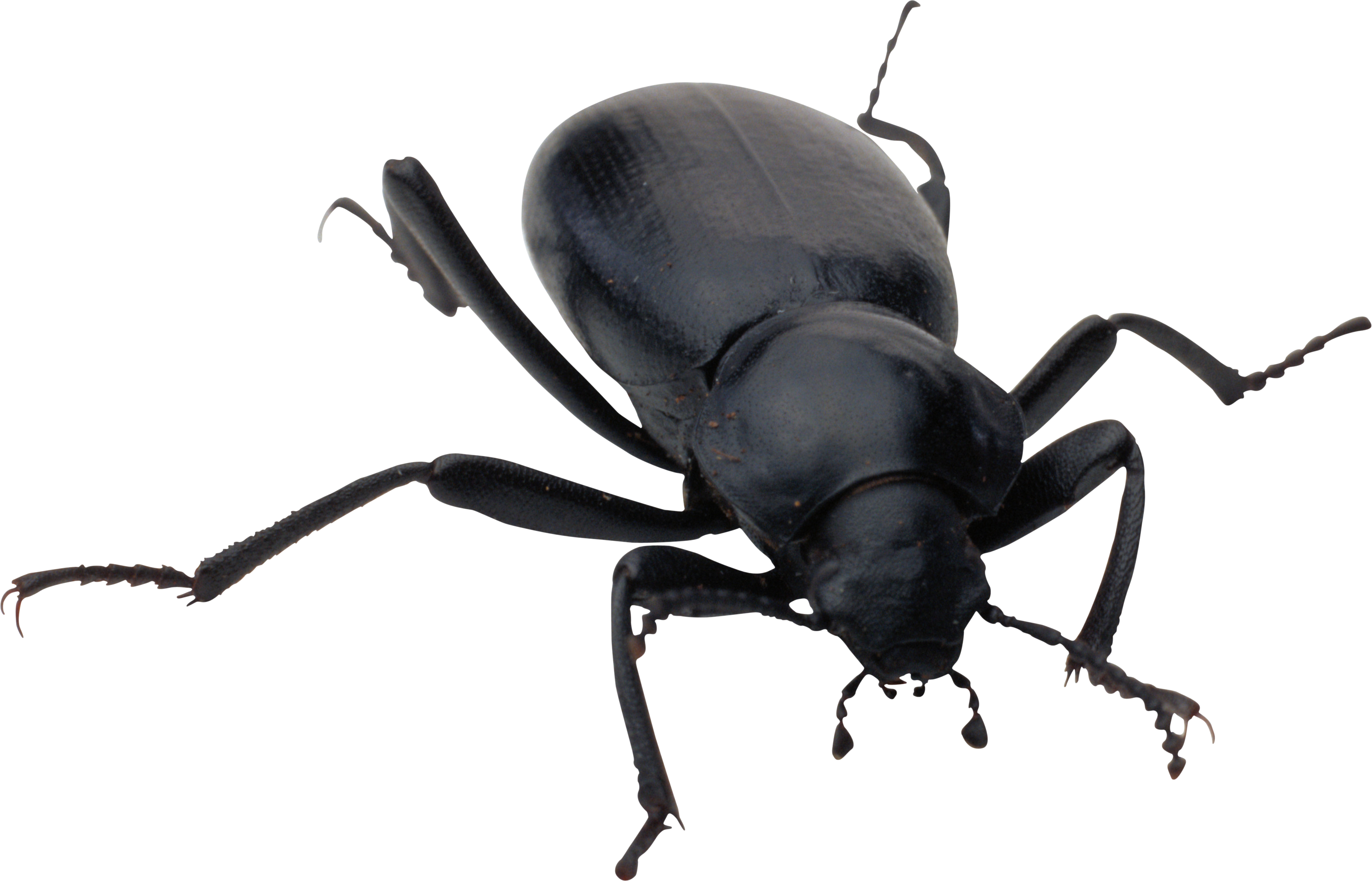 Black Beetle HD Image Free PNG Image