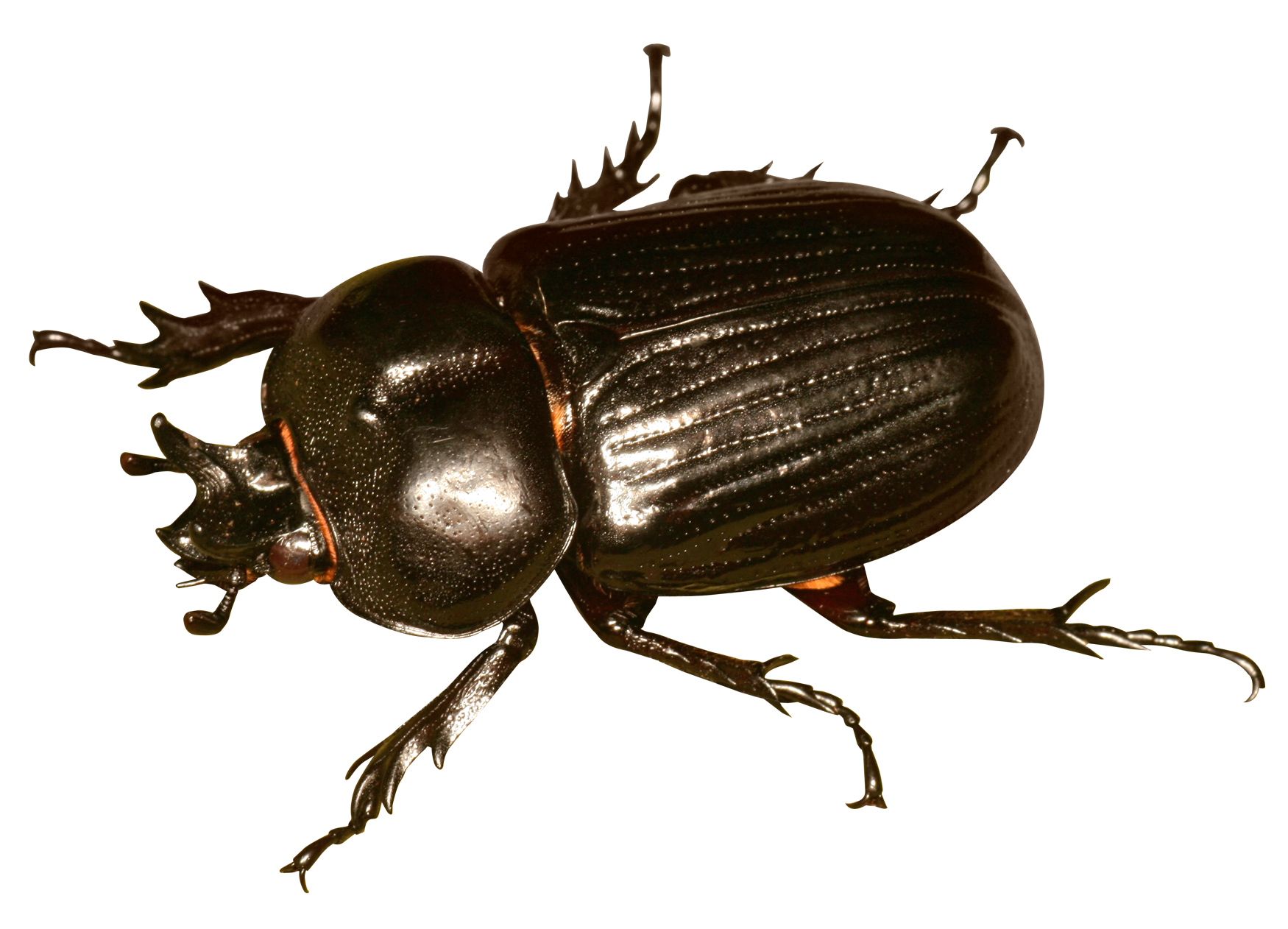 Close Up Beetle Free PNG HQ PNG Image