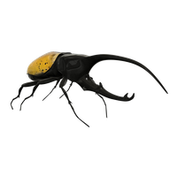 Beetle Free HQ Image Transparent PNG Image
