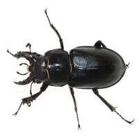 Scarab Beetle Download HD Transparent PNG Image