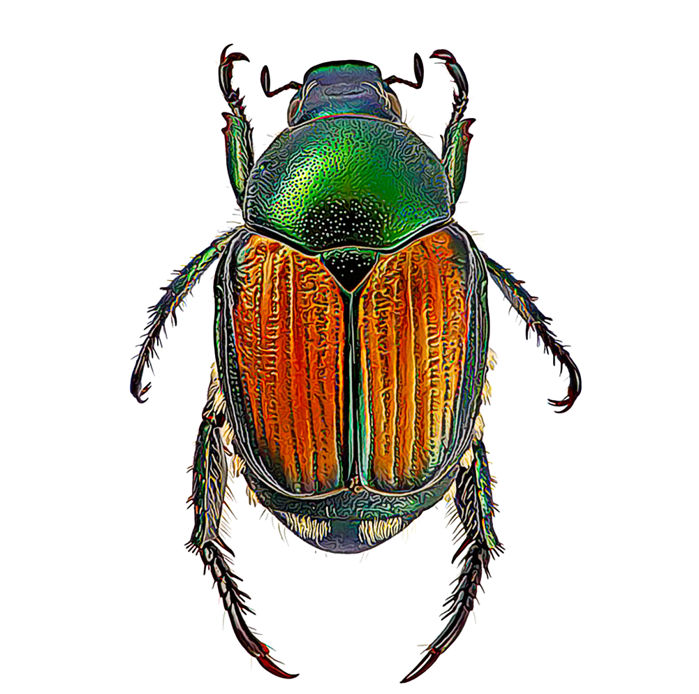 Green Beetle Download Free Image PNG Image