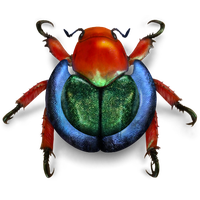 Bug Beetle Free Transparent Image HQ PNG