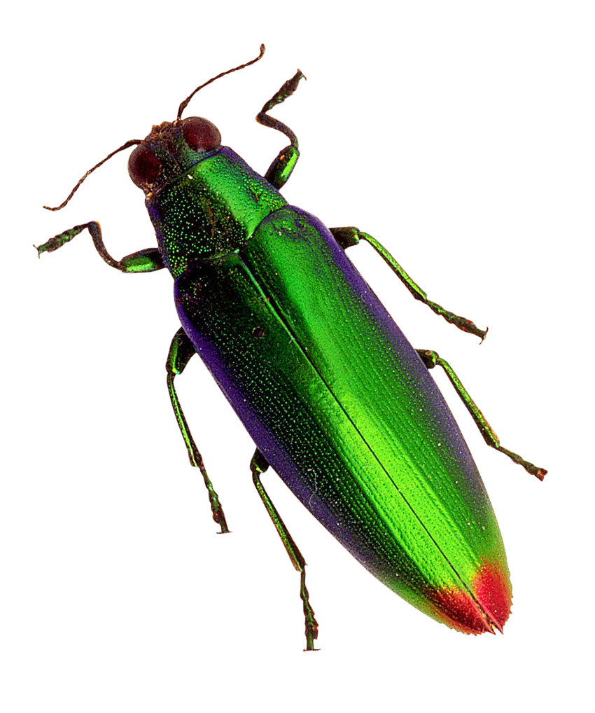 Fly Beetle Spanish Free PNG HQ PNG Image