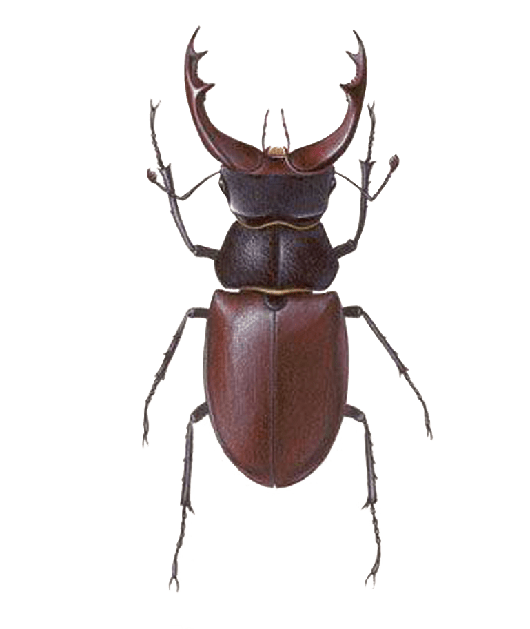 Stag Beetle Free Transparent Image HD PNG Image