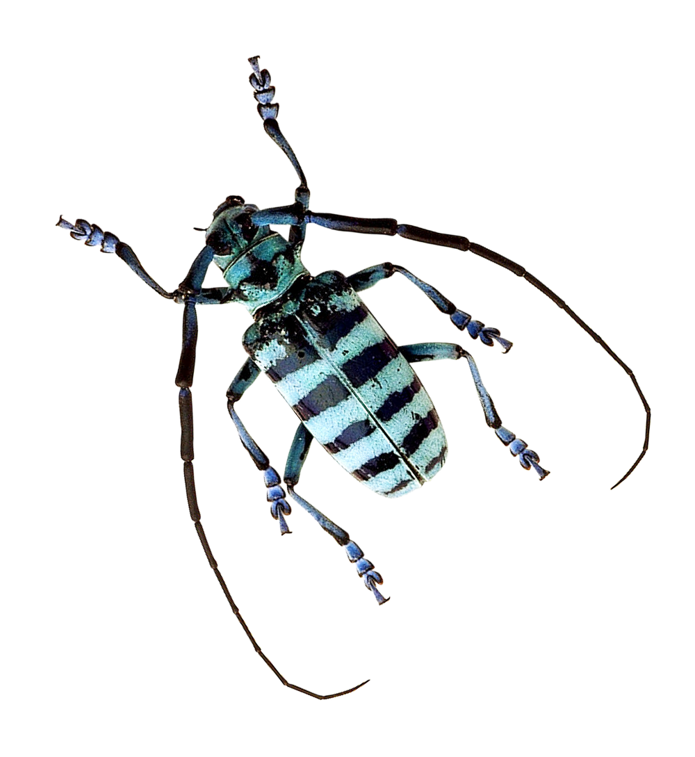 Longhorn Beetle Free Clipart HD PNG Image