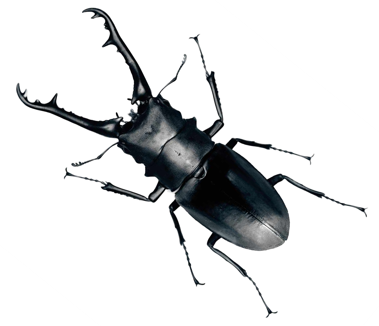 Real Beetle HD Image Free PNG Image