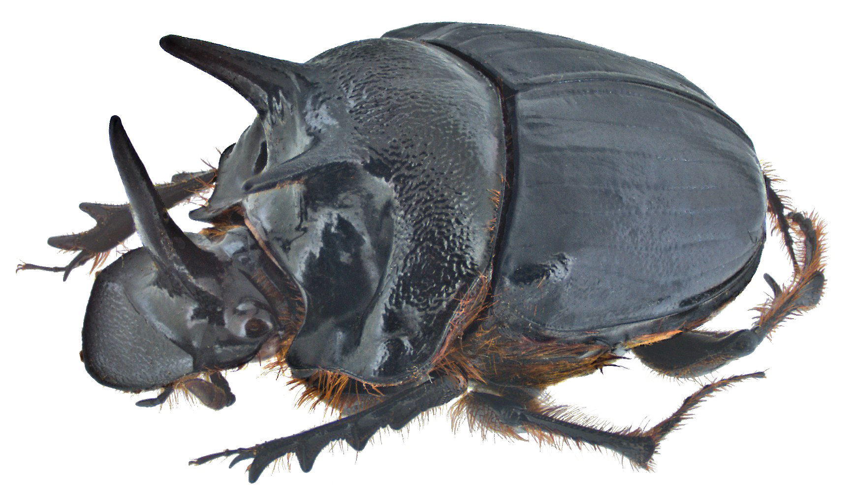 Dung Beetle PNG Image High Quality PNG Image