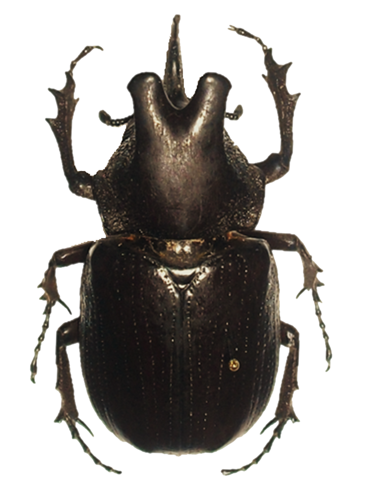 Scarab Beetle Free Download PNG HD PNG Image