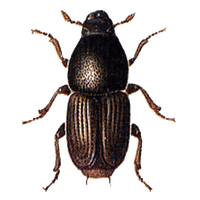 Beetle Transparent