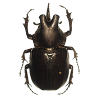 Beetle Png Hd