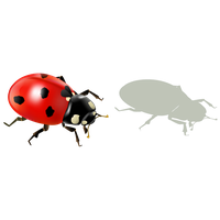 Ladybird Insect Graphics Encapsulated Postscript Free Transparent Image HQ Transparent PNG Image