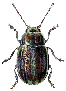 Beetle Png Image PNG Image