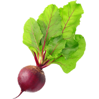 Beetroot Vegetable HD Image Free