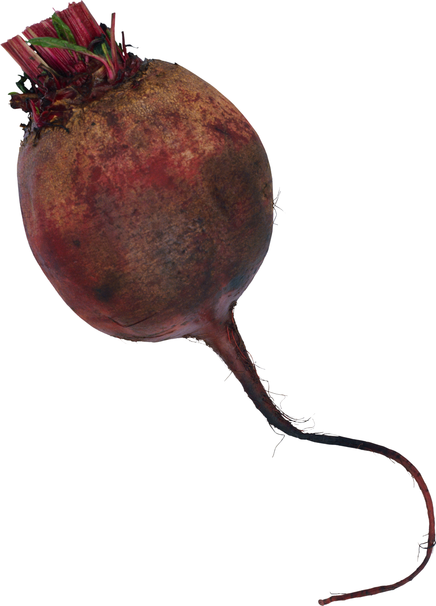 Beetroot Single PNG Image High Quality PNG Image