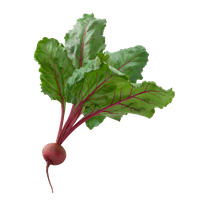 Beetroot Fresh PNG File HD PNG