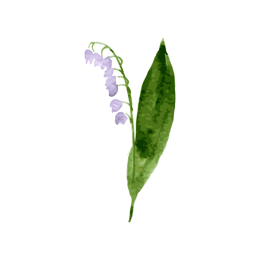Bellflower Picture PNG Image