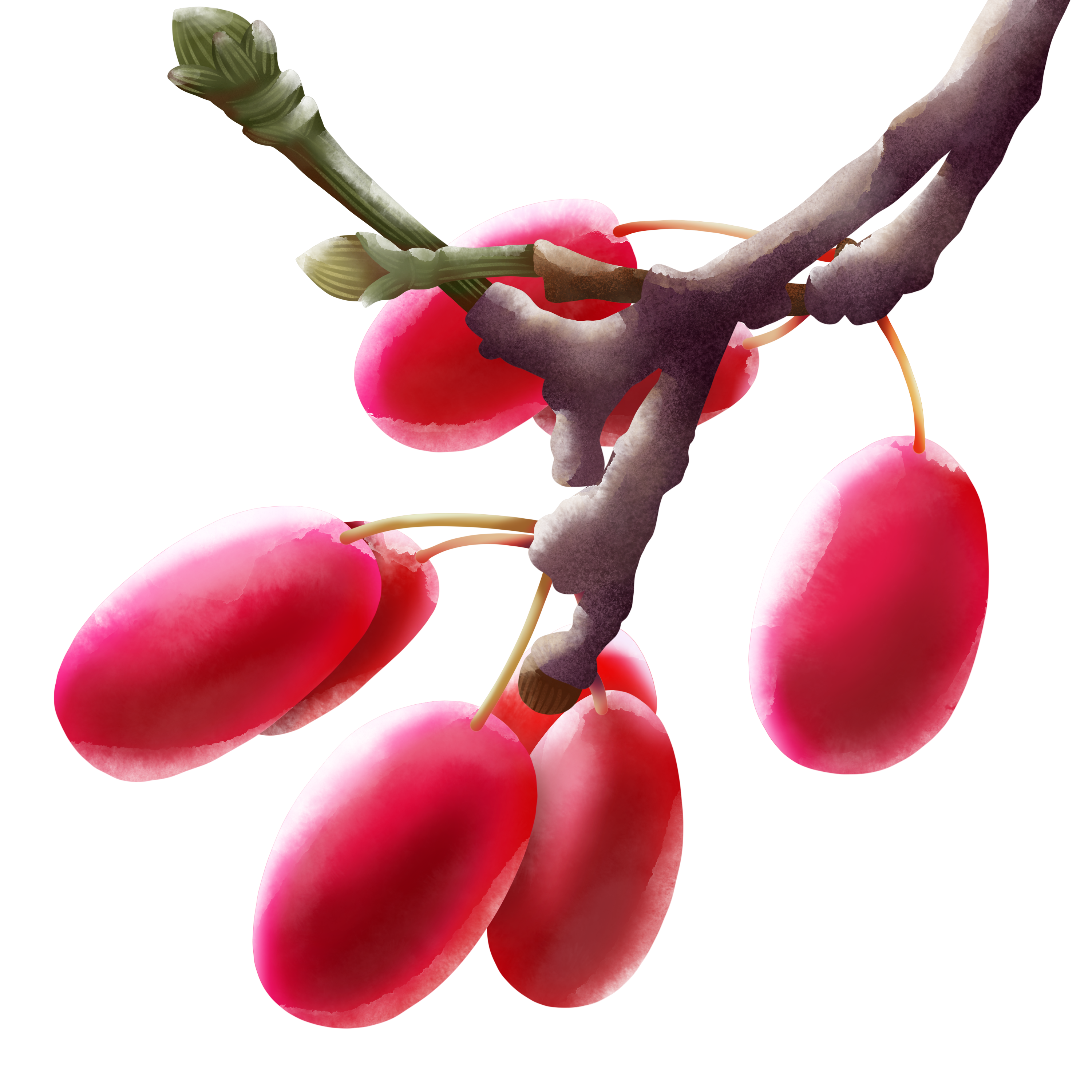 Berberis Transparent PNG Image