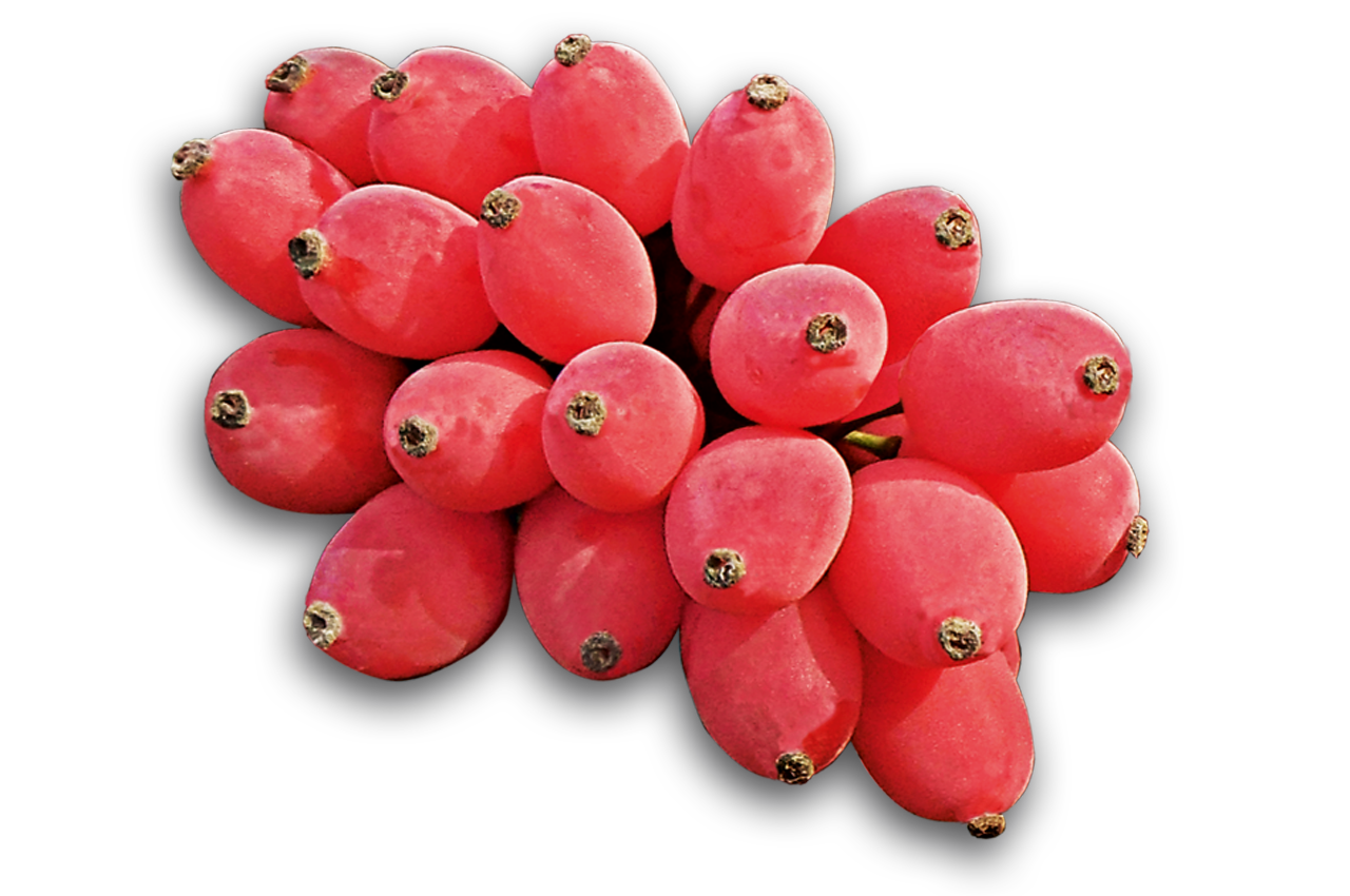 Berberis Transparent PNG Image