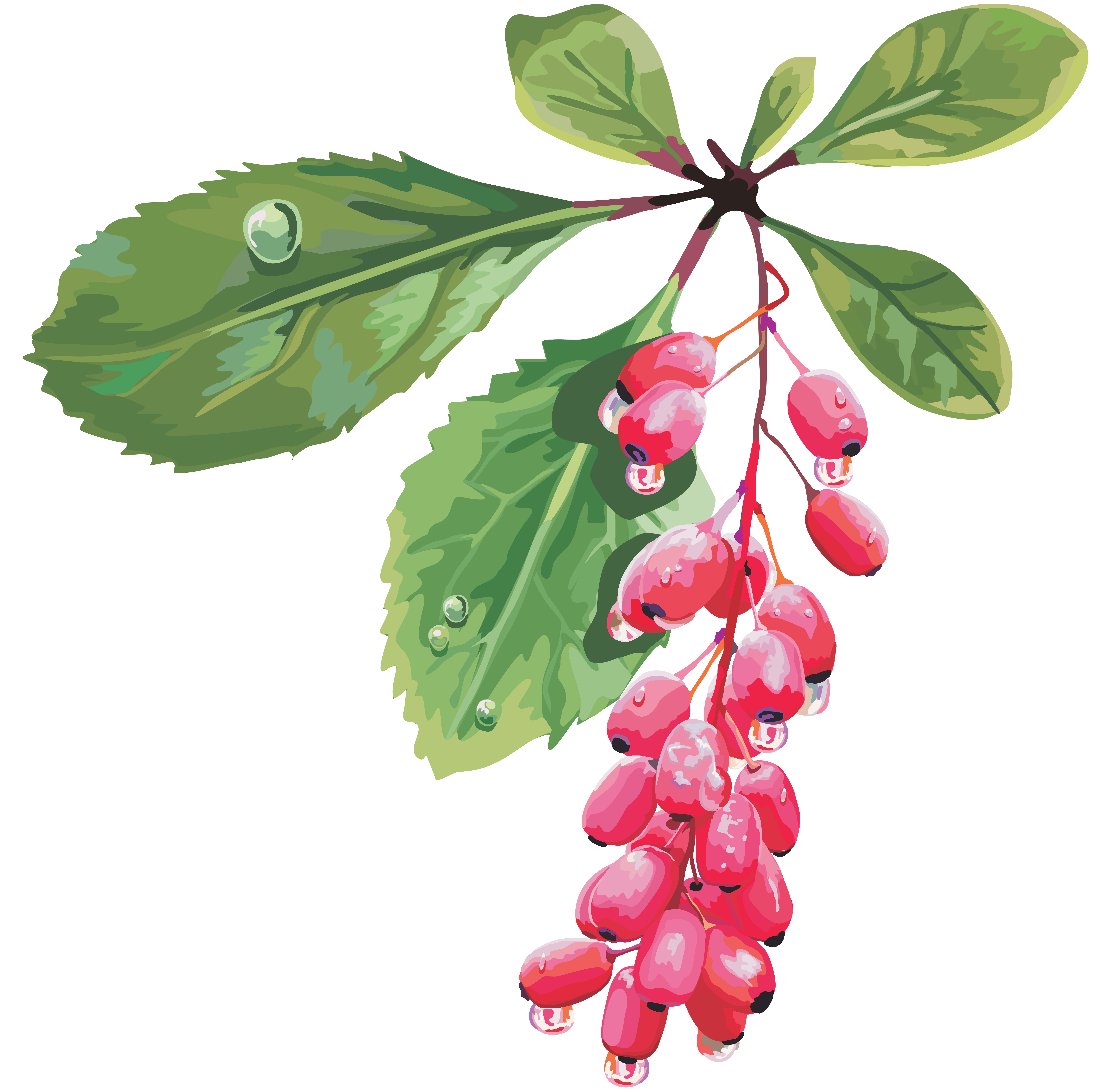 Berberis Transparent PNG Image