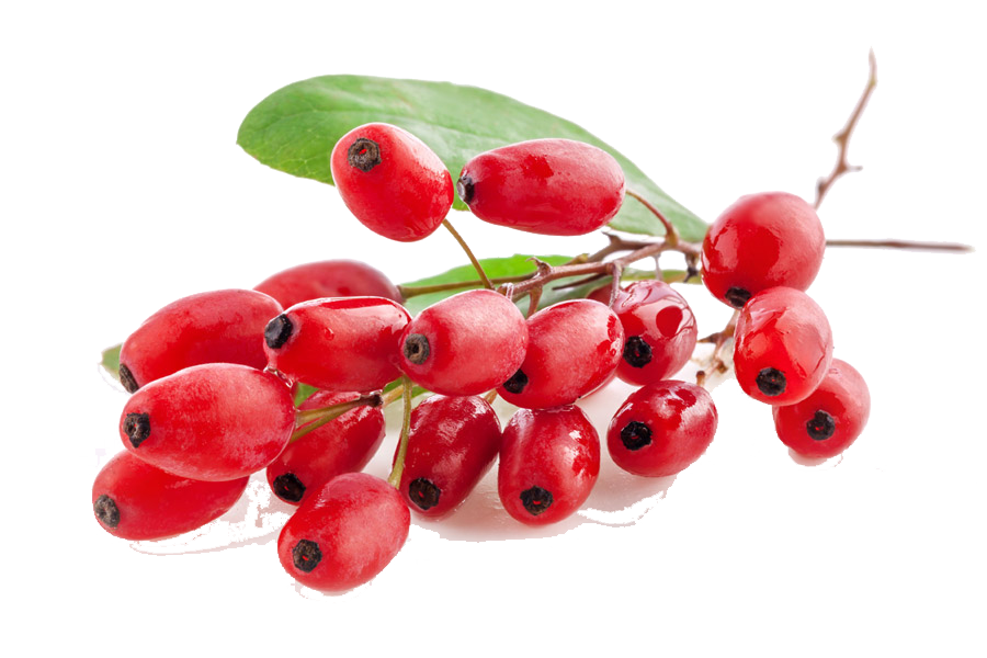 Berberis Transparent PNG Image
