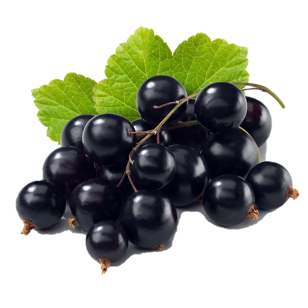 Currant Berries Black Bunch HQ Image Free PNG Image