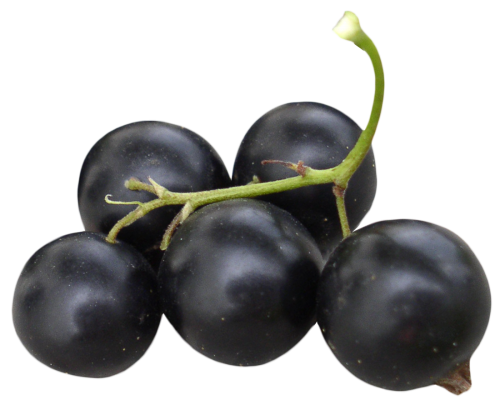Sweet Currant Berries Black Free Transparent Image HD PNG Image