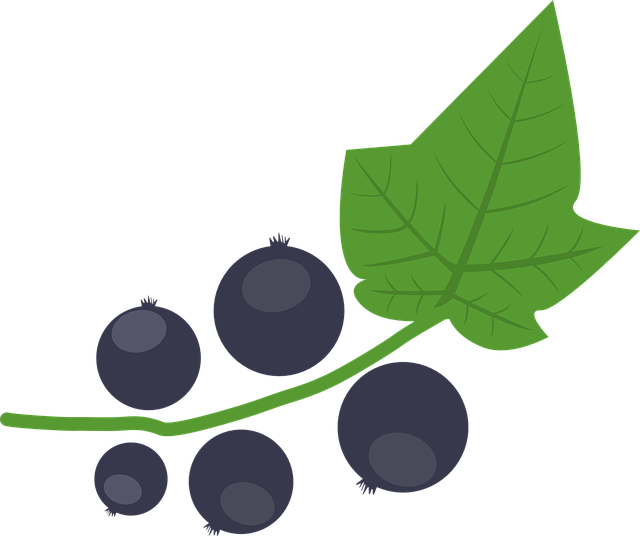 Currant Vector Black Berries Free Download PNG HQ PNG Image