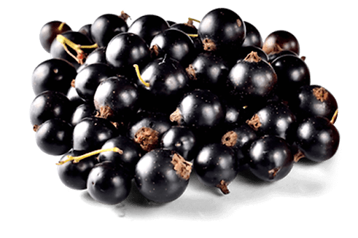 Currant Berries Black Free Transparent Image HD PNG Image