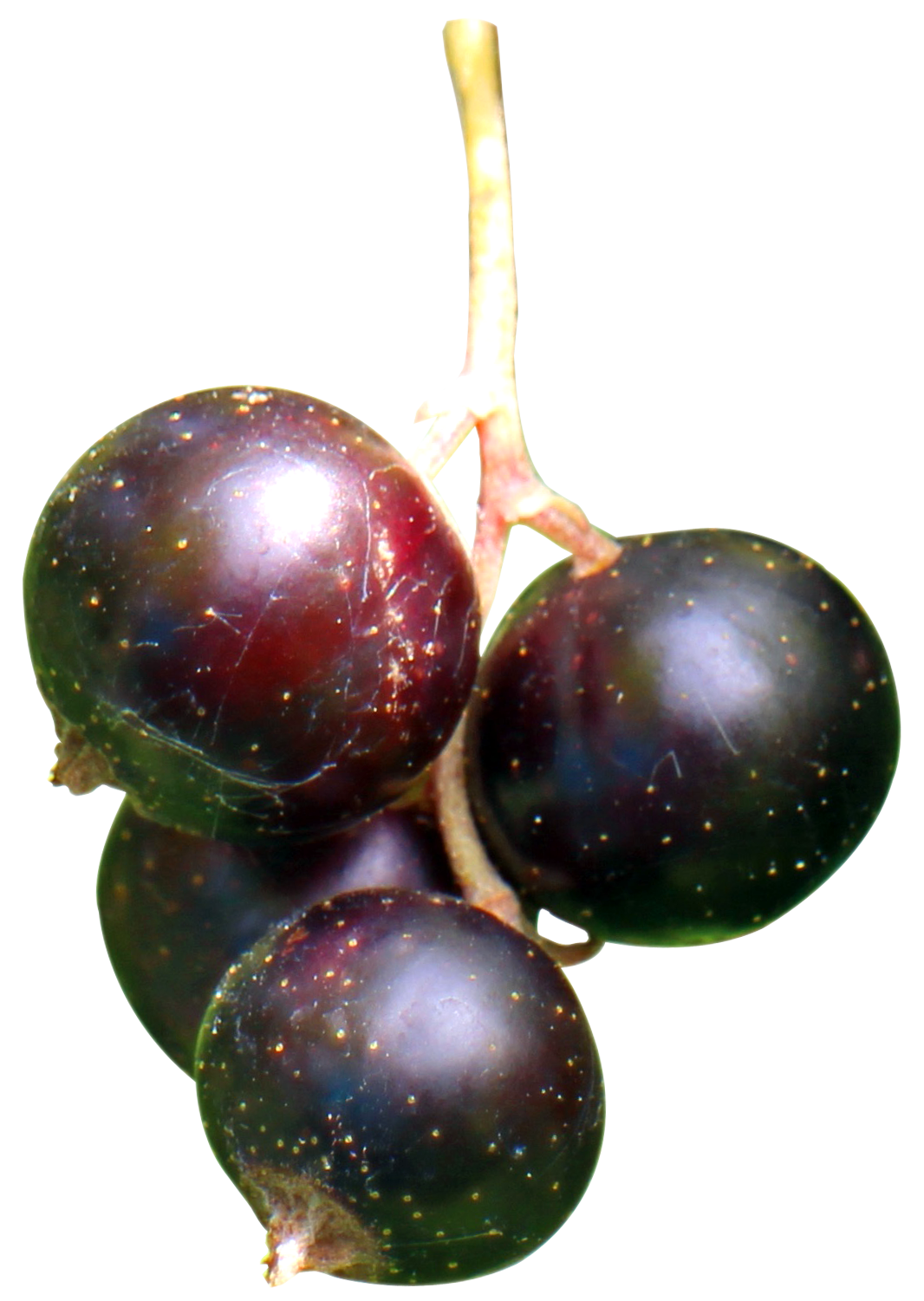 Fresh Currant Berries Black PNG Download Free PNG Image