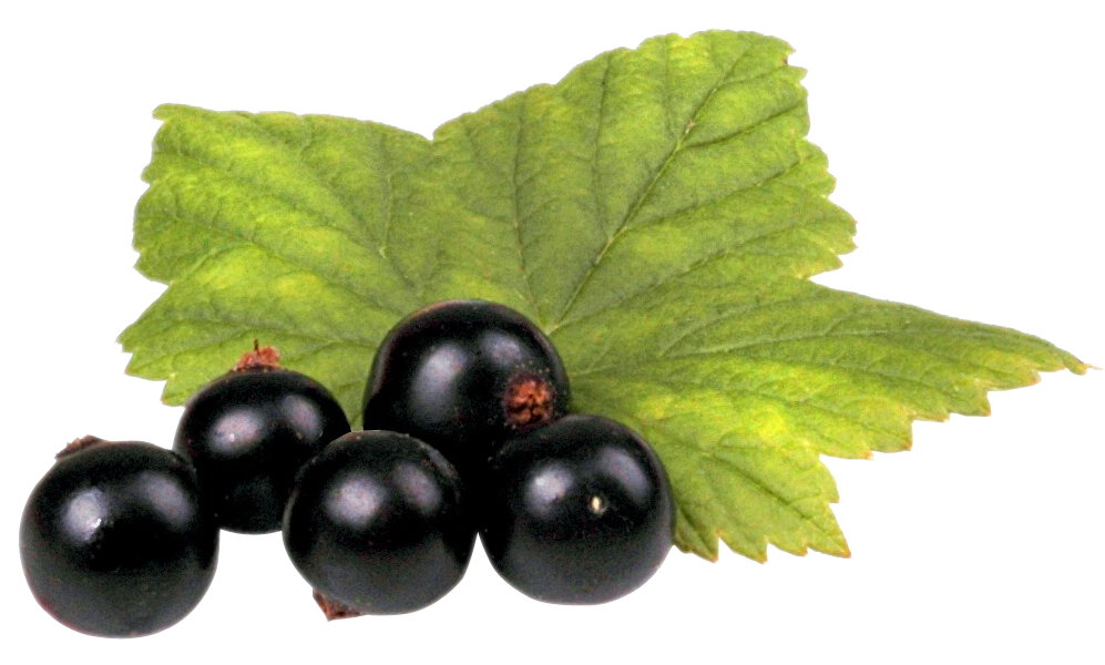 Fresh Currant Berries Organic Black PNG Image