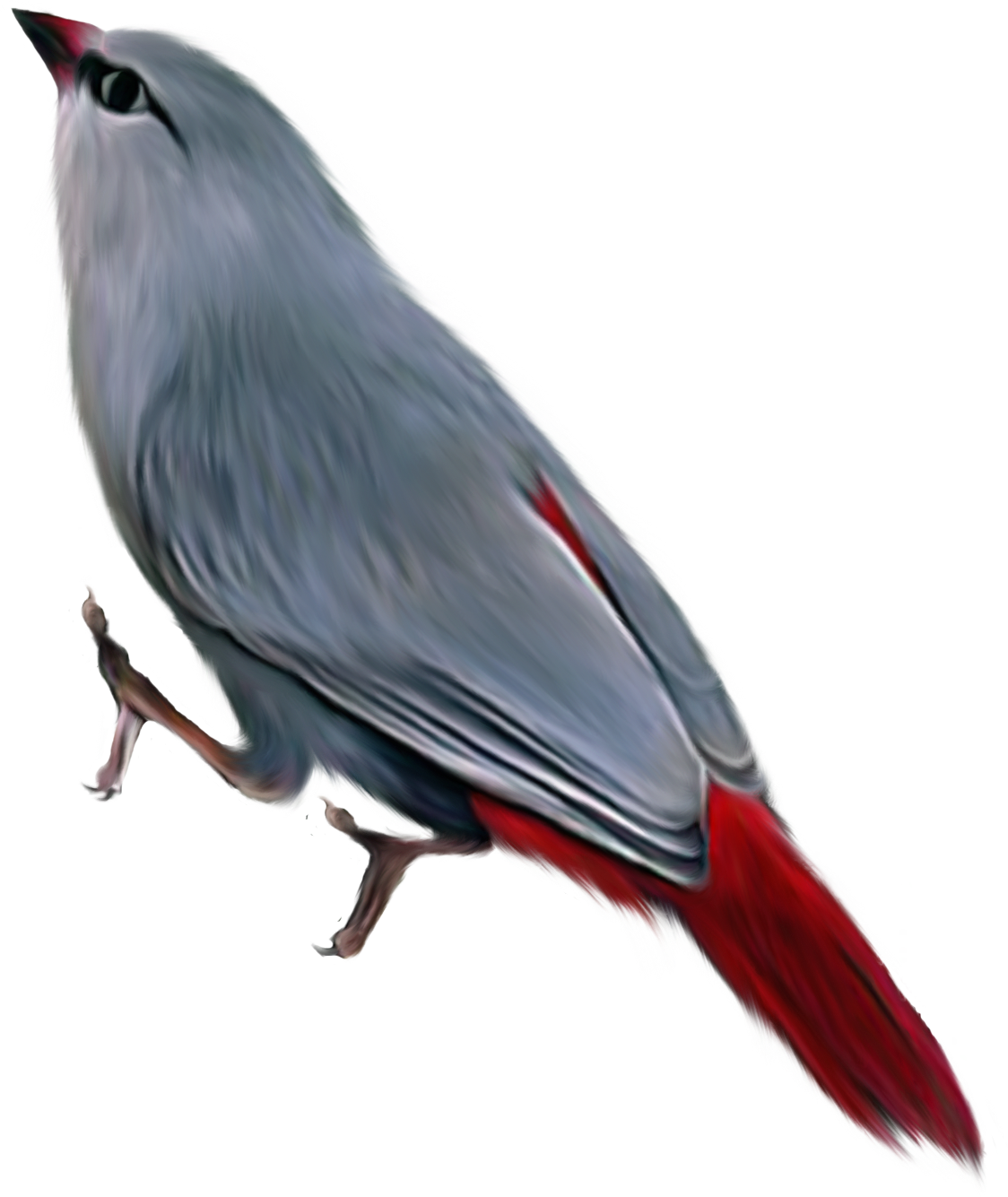 Bird Transparent PNG Image